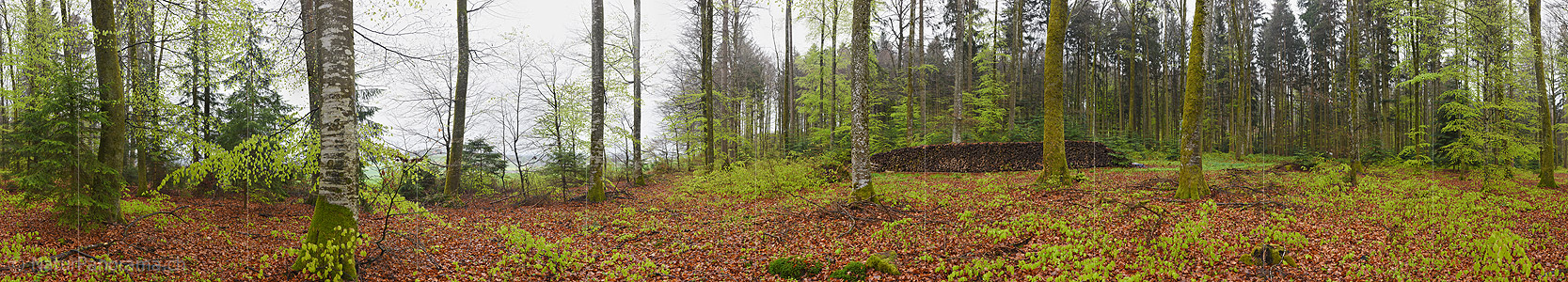 P019586b: 360° Grosspanorama aus dem Frühlingswald