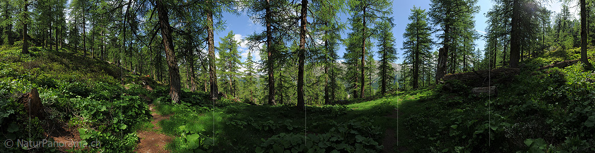 P014722: 360° Panoramafoto Lärchenwald (Sommer)