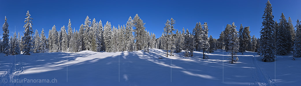 P020851: Grosses Panoramafoto eines frisch verschneiten Bergwaldes