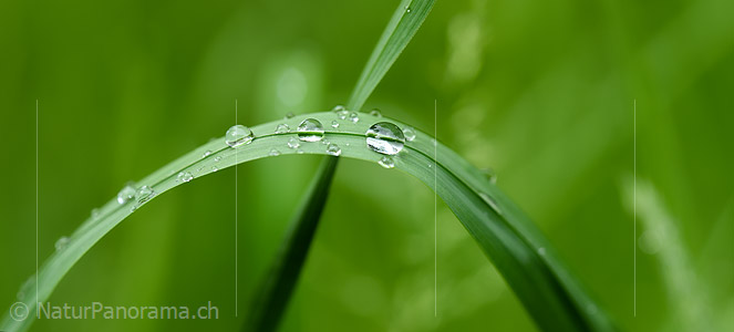 P021279: Grossfoto Wassertropfen auf Grashalm