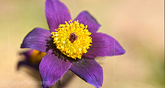 P021074: Grossfoto der Blüte einer Blume (Gewöhnlichen Kuhschelle)