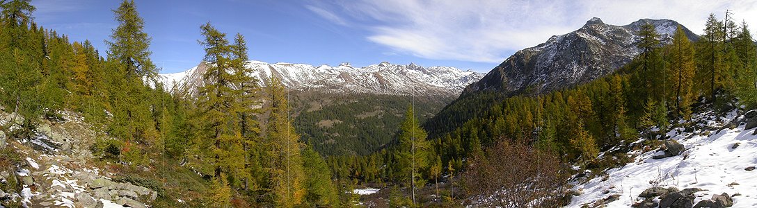 P000112: Panoramabild Herbstlicher Bergwald auf der Mässeralp im Binntal
