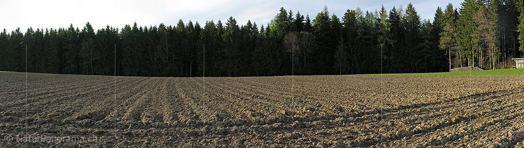 P000131: Panorama Gepflügter Acker