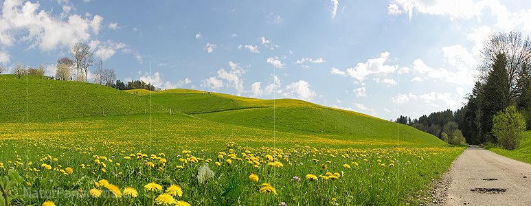 P000133: Panorama Wiese mit blühendem Löwenzahn