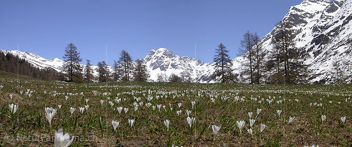 P000168: Panorama Bergfrühling auf Eggerebode im Binntal