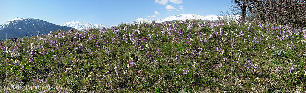 P000948: Panorama Bergfrühling mit Lerchensporn