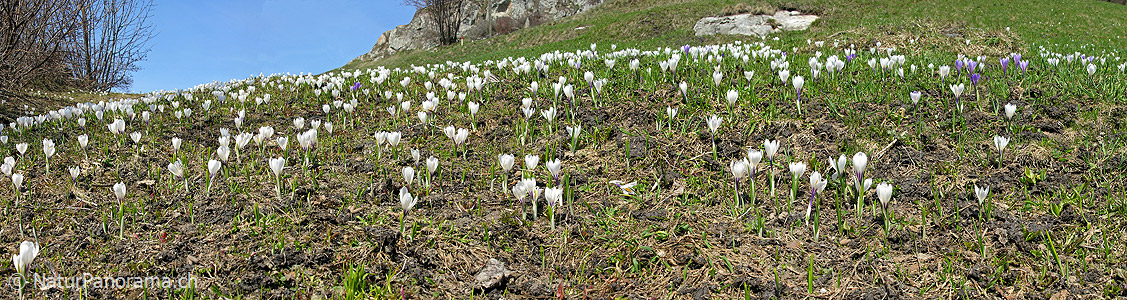 P000950: Panorama Bergfrühling mit Krokus