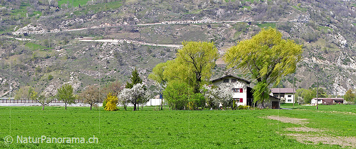 P000956: Panoramafoto Grosseia