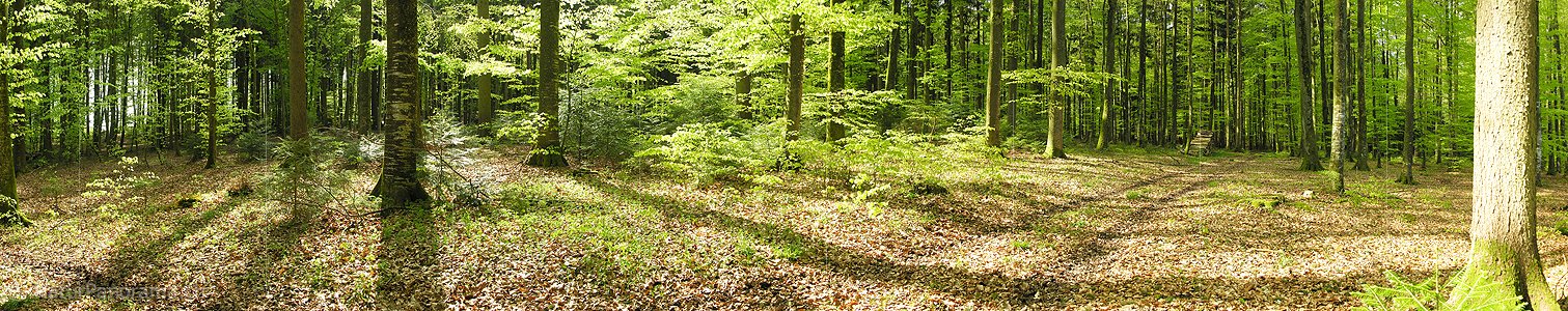 P000972: Waldpanorama