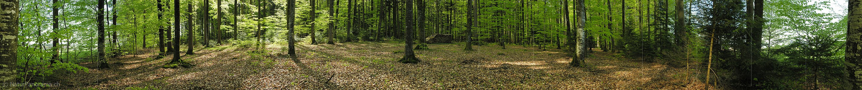 P000974: Panoramabild Wald