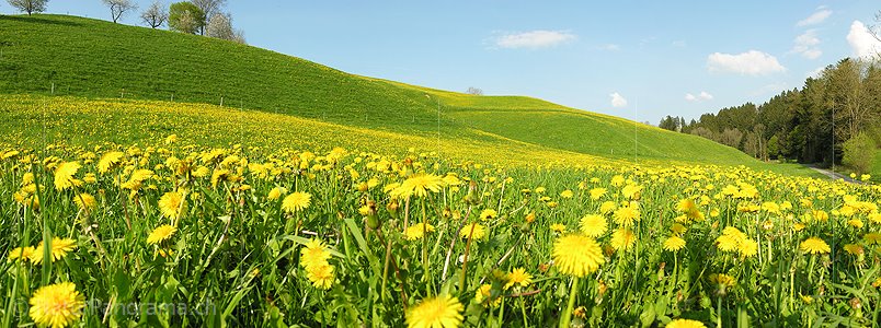P000983: Panoramafoto Blühende Wiese