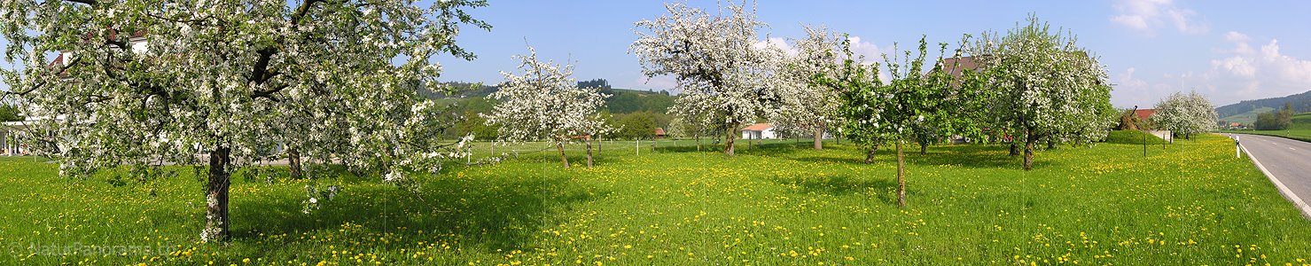 P000986: Panoramafoto Blühende Apfelbäume