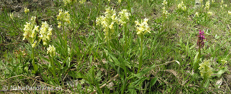 P000995: Panorama Bergfrühling: Holunder Knabenkraut (Orchideen)
