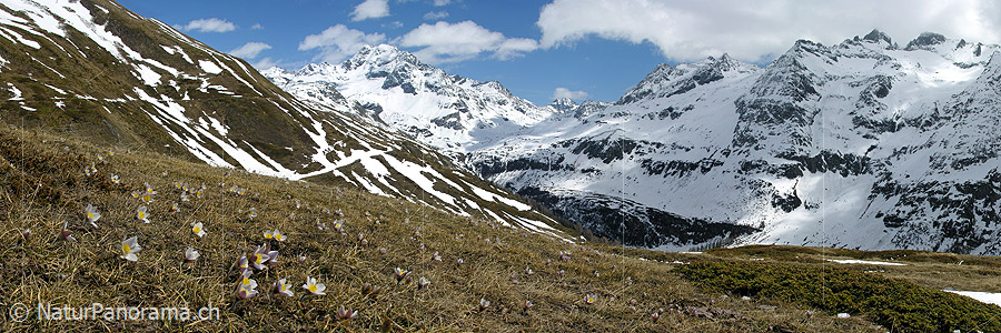 P000999: Panoramafoto Ofenhorn
