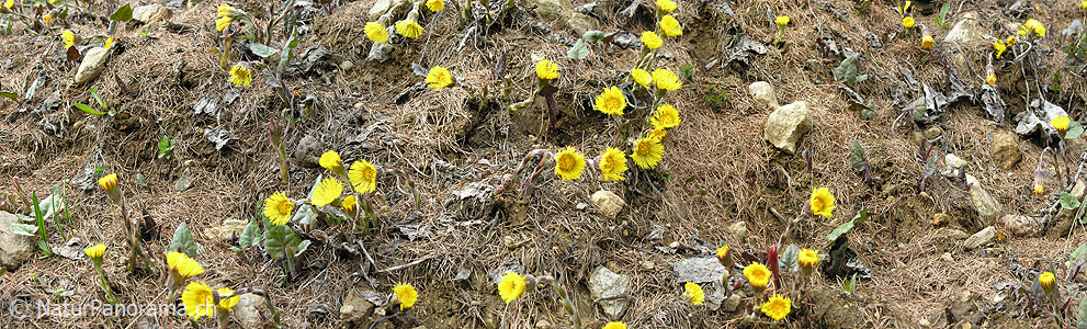 P001005: Panorama Bergfrühling: Huflattich