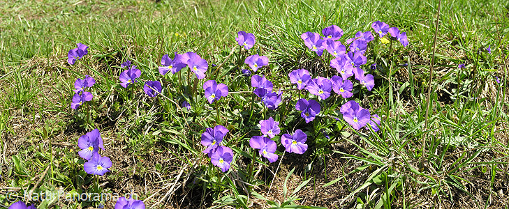P001012: Panoramabild Bergfrühling: Langspornige Stiefmütterchen