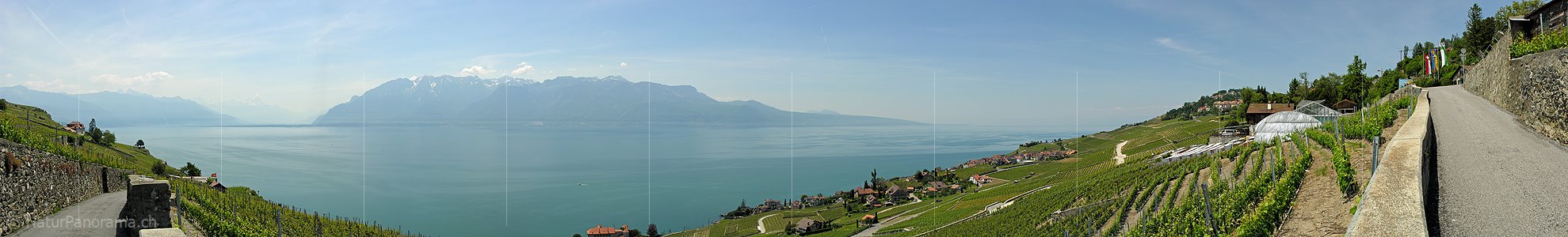 P001089a: Panoramafoto Rebberge am Genfersee