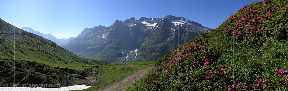 P001167: Panorama Blühende Alpenrosen in Berglandschaft