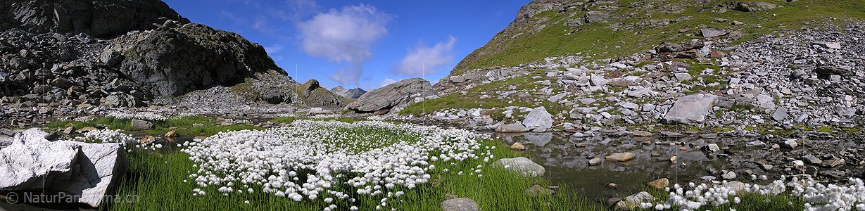 P001294: Panoramabild Wollgras