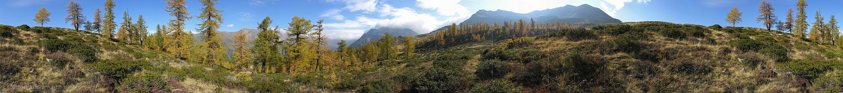 P001505: Panorama Herbstlich gefärbter Lärchenwald im Binntal
