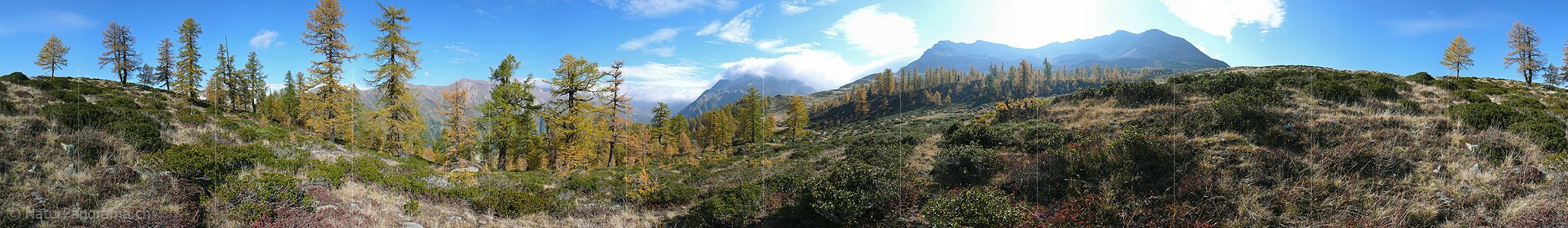 P001510: Panoramabild Herbstlich gefärbter Lärchenwald im Binntal