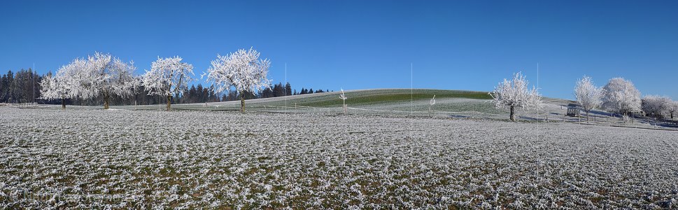 P001742: Panorama Bäume mit Raureif