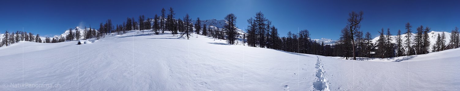 P001956: 360-Grad Panorama Alphütte in lichtem Lärchenwald im Winter
