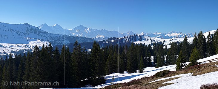 P002063: Panoramabild Bergwald vor Eiger, Mönch und Jungfrau