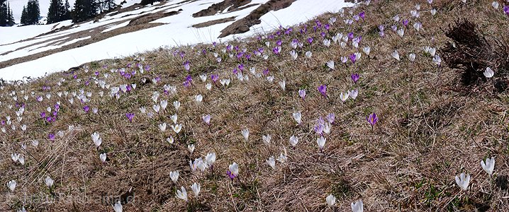 P002068: Panoramabild Bergflora