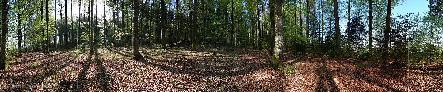 P002084: Panoramabild Schatten im Frühlingswald