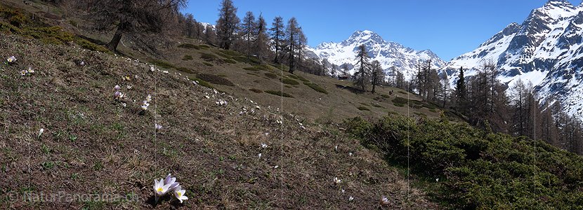 P002097: Panoramabild Frühlingsanemone