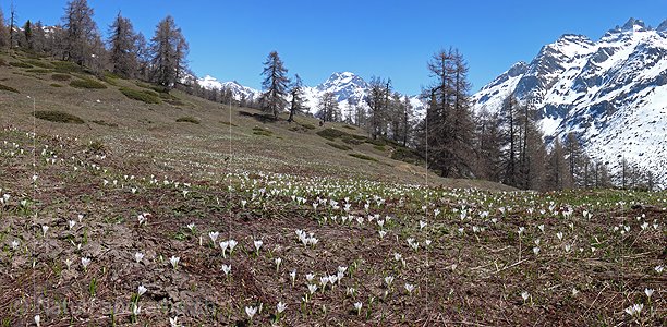 P002099: Panoramabild Krokuswiese in Bergwelt