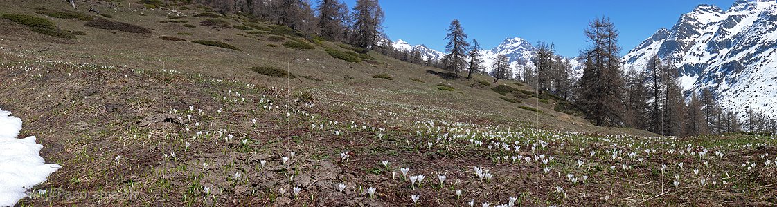 P002100: Panoramabild Krokuswiese und Berg
