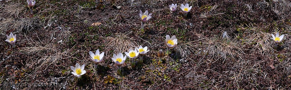 P002106: Panoramabild Pelzanemonen