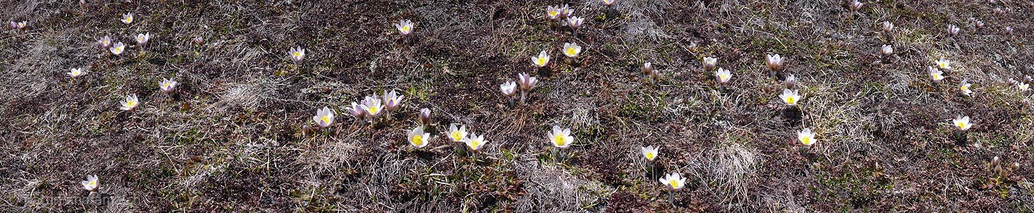 P002108: Panorama Pelzanemonen