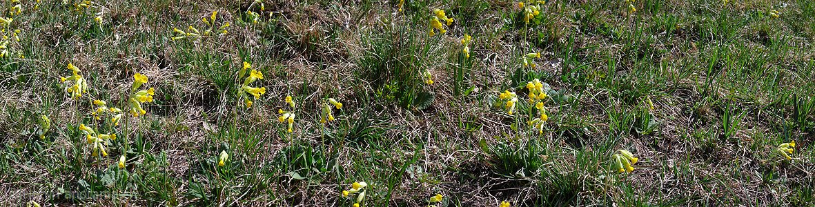 P002113: Panorama Schlüsselblumen