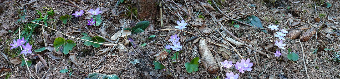 P002115: Panoramabild Leberblümchen