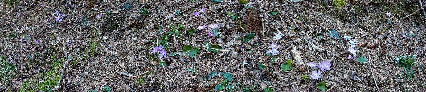 P002117: Panorama Leberblümchen