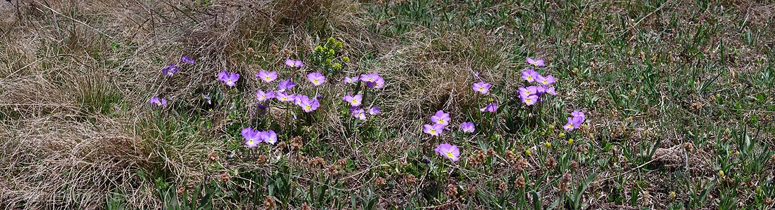 P002119: Panorama Stiefmütterchen