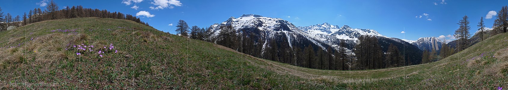 P002120: Panoramabild Farbtupfer in Alpweide