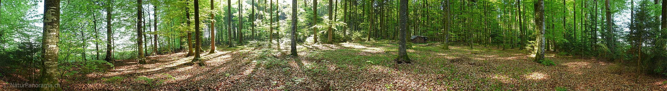P002129a: Panoramafoto Frühlingswald