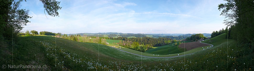 P002135: Panoramabild Heuwiese