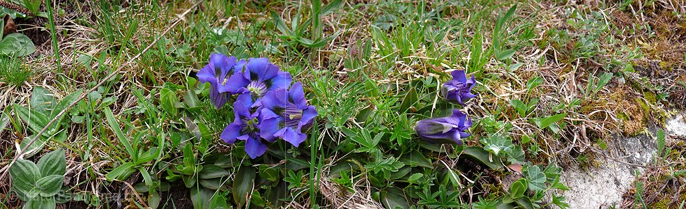 P002139: Panoramabild Enzian