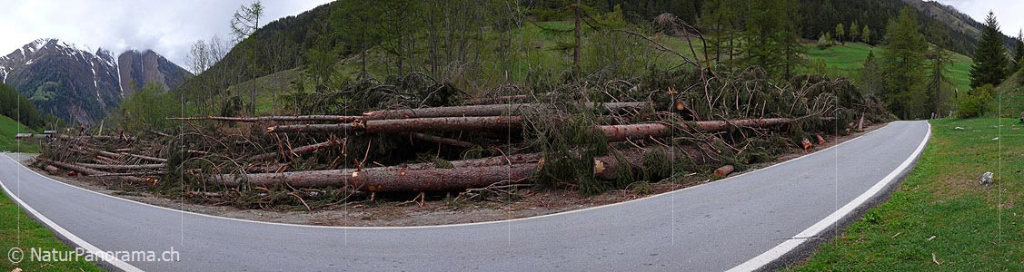 P002141: Panoramic image Falling timber
