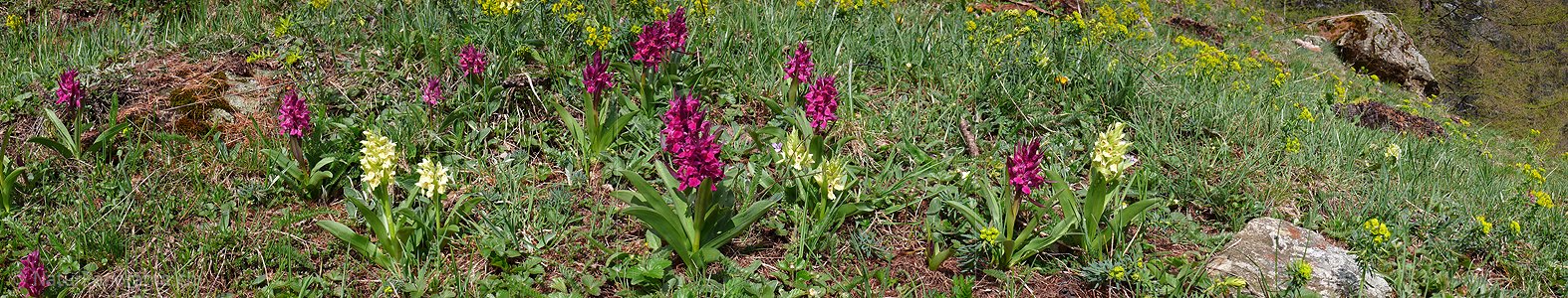 P002142: Panoramabild Knabenkraut (Orchideen)
