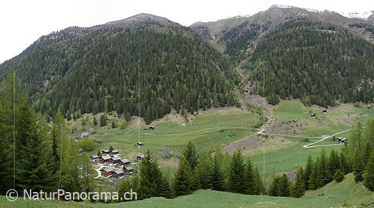 P002145: Panoramabild Schutzwald