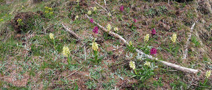 P002146: Panoramabild Knabenkraut
