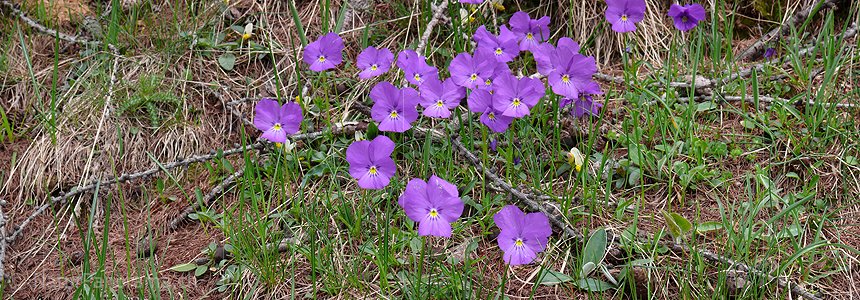P002150: Panoramabild Stiefmütterchen