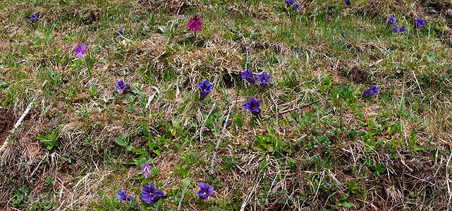 P002152: Panoramabild Enzian und Knabenkraut
