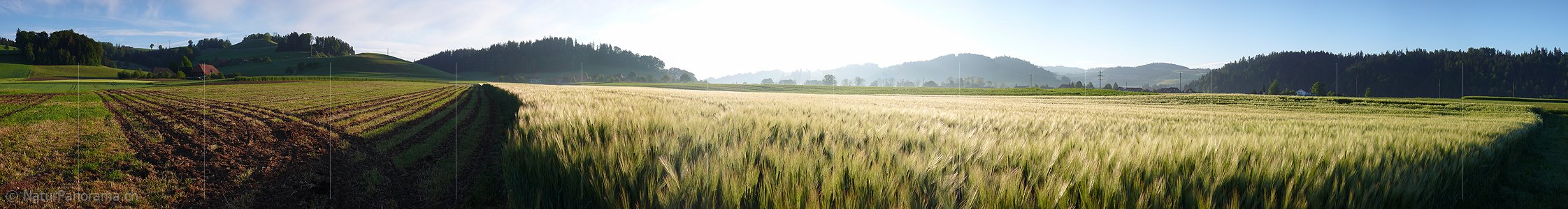 P002199: Panoramabild Weizenfeld